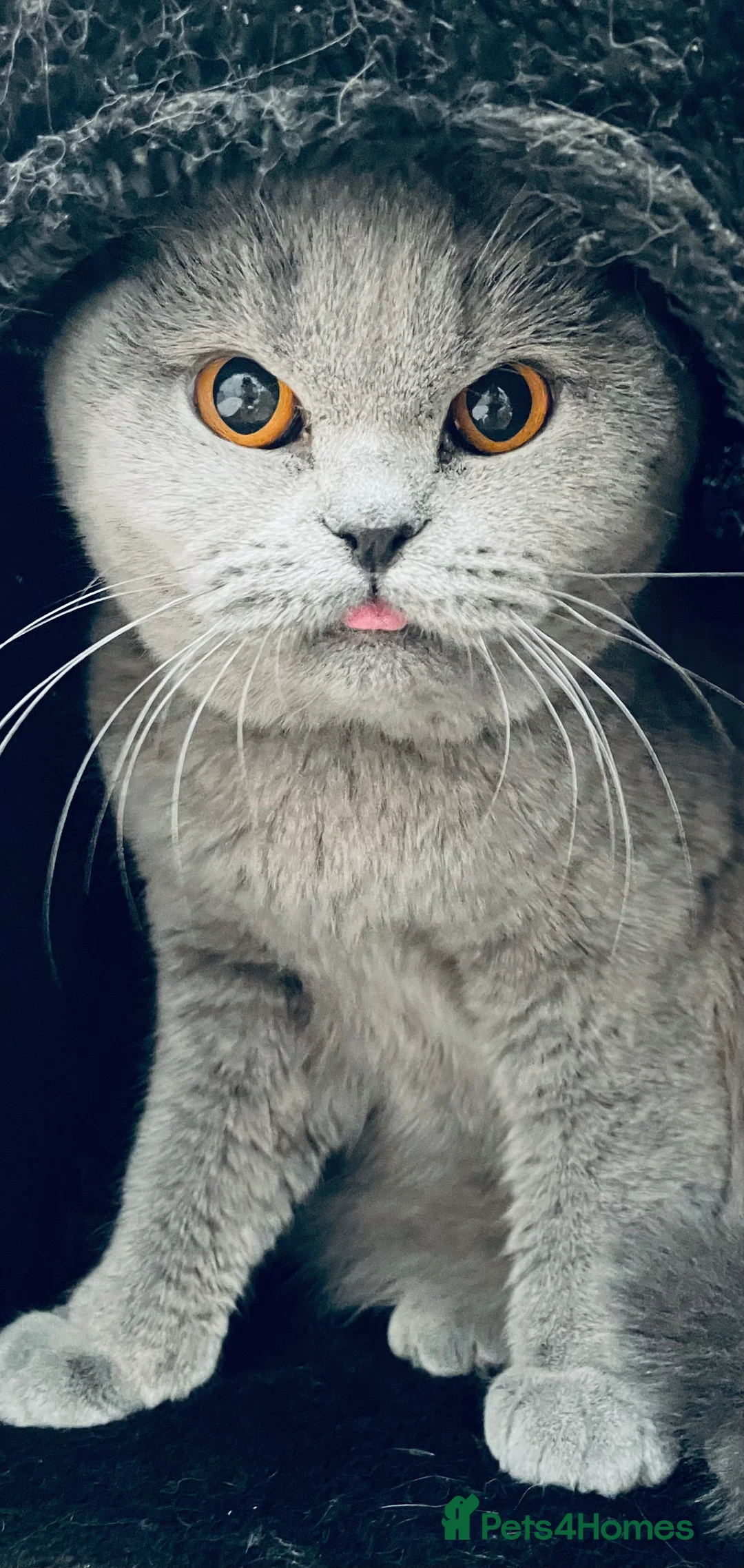 British Shorthair cats for sale: Lovely GCCF Registered British Shorthair Girl - Advert 4