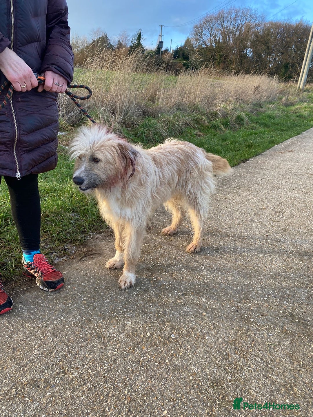Mixed Breed dogs for adoption: Mary  - Advert 4