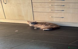 Mixed Breed cats for sale: Male and female kitten to go together as a pair  - Image 5