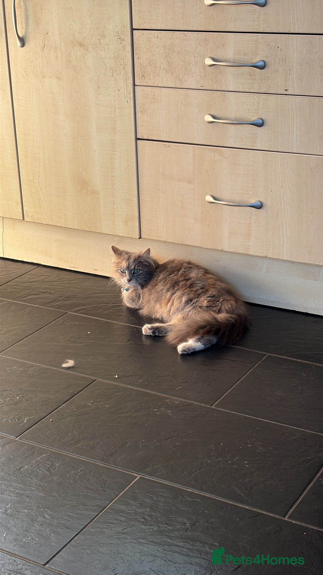 Mixed Breed cats for sale: Male and female kitten to go together as a pair  - Image 5