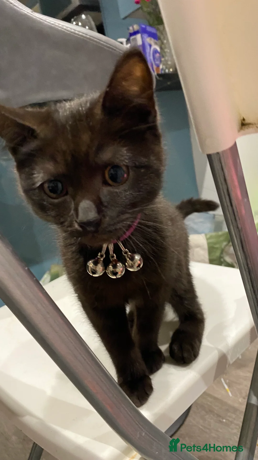 Domestic Shorthair cats for sale: Billu – Loving Black Cat Looking for a New Home 🐾 - Advert 9