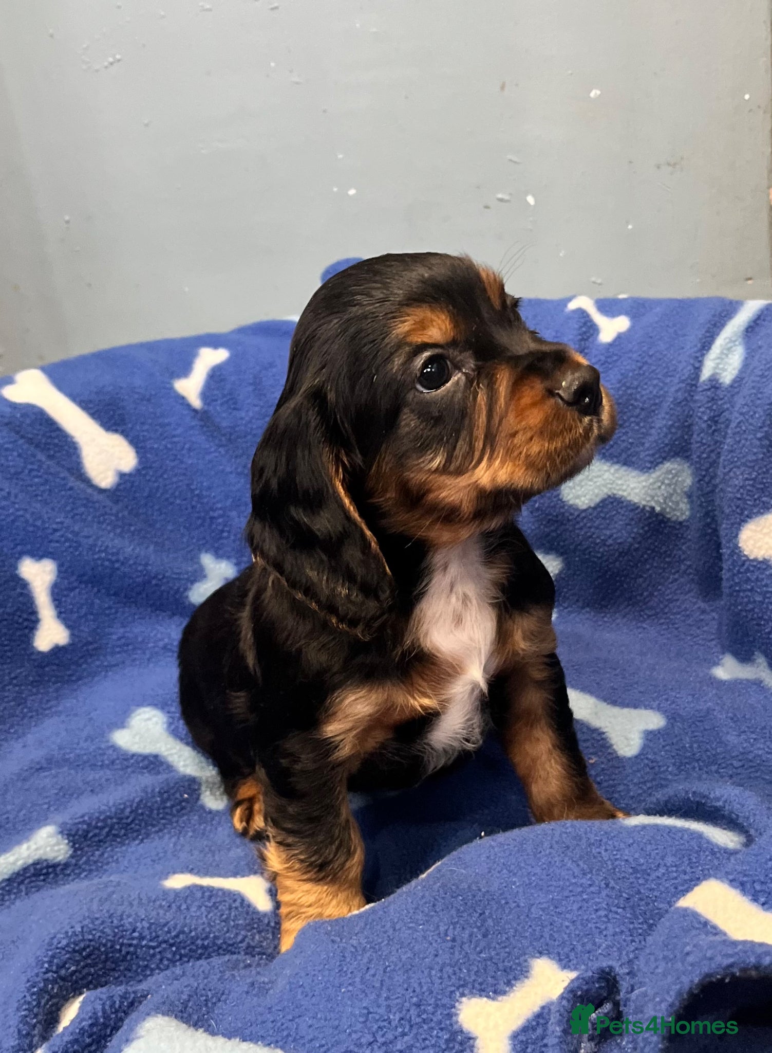 Cocker Spaniel dogs for sale: KC Cocker Spaniel puppies in Abertillery - Advert 8