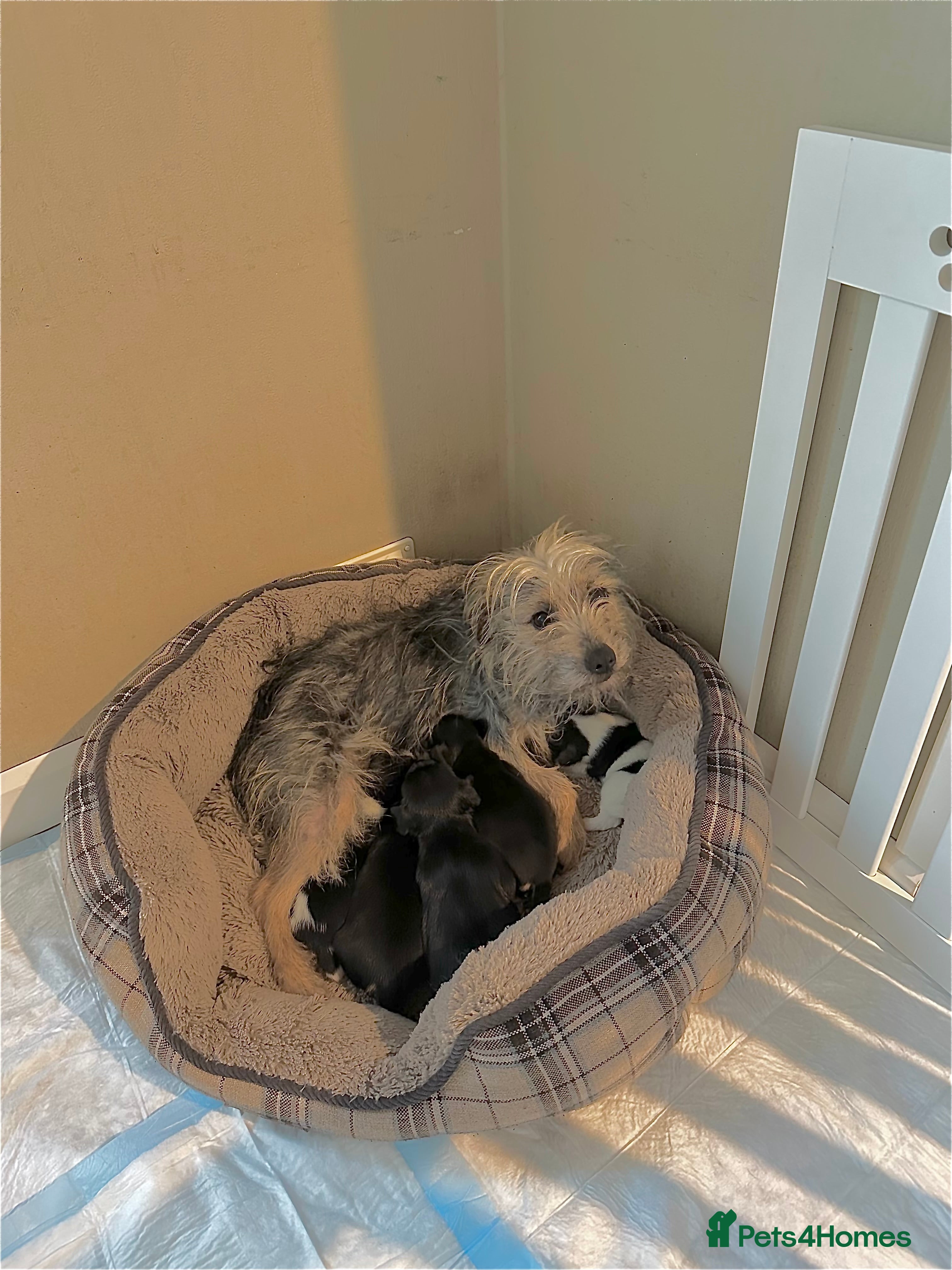 Mixed Breed dogs Norfolk terrier x Jack Russell puppies  - Advert 1