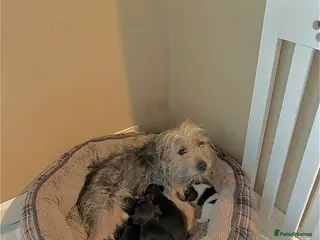 Mixed Breed dogs Norfolk terrier x Jack Russell puppies - Advert 2