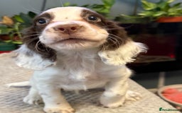 Cocker Spaniel dogs for sale: Four beautiful *working* cocker spaniel puppies - Advert 2