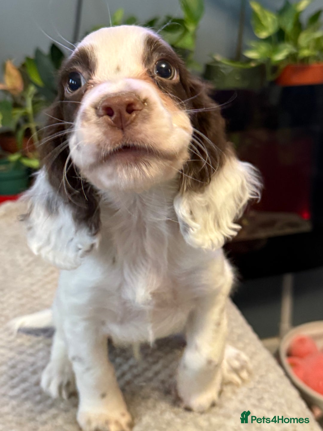 Cocker Spaniel dogs for sale: Four beautiful *working* cocker spaniel puppies - Advert 2