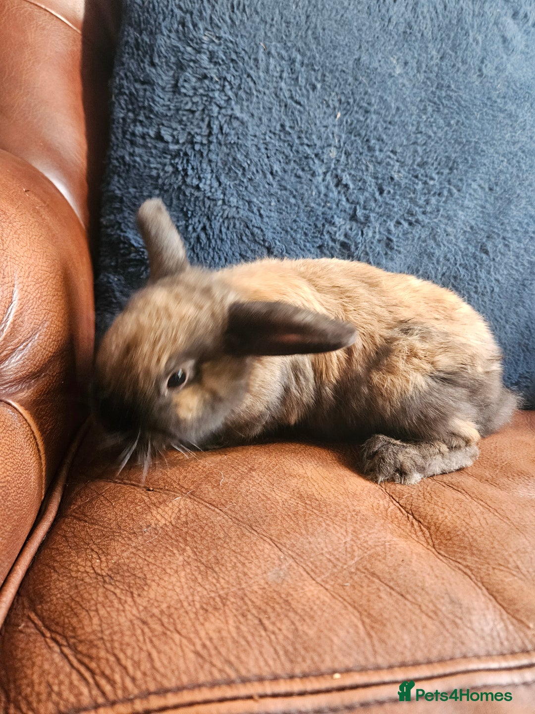 Mixed Breed rabbits for sale: Rabbit for sale - Image 3