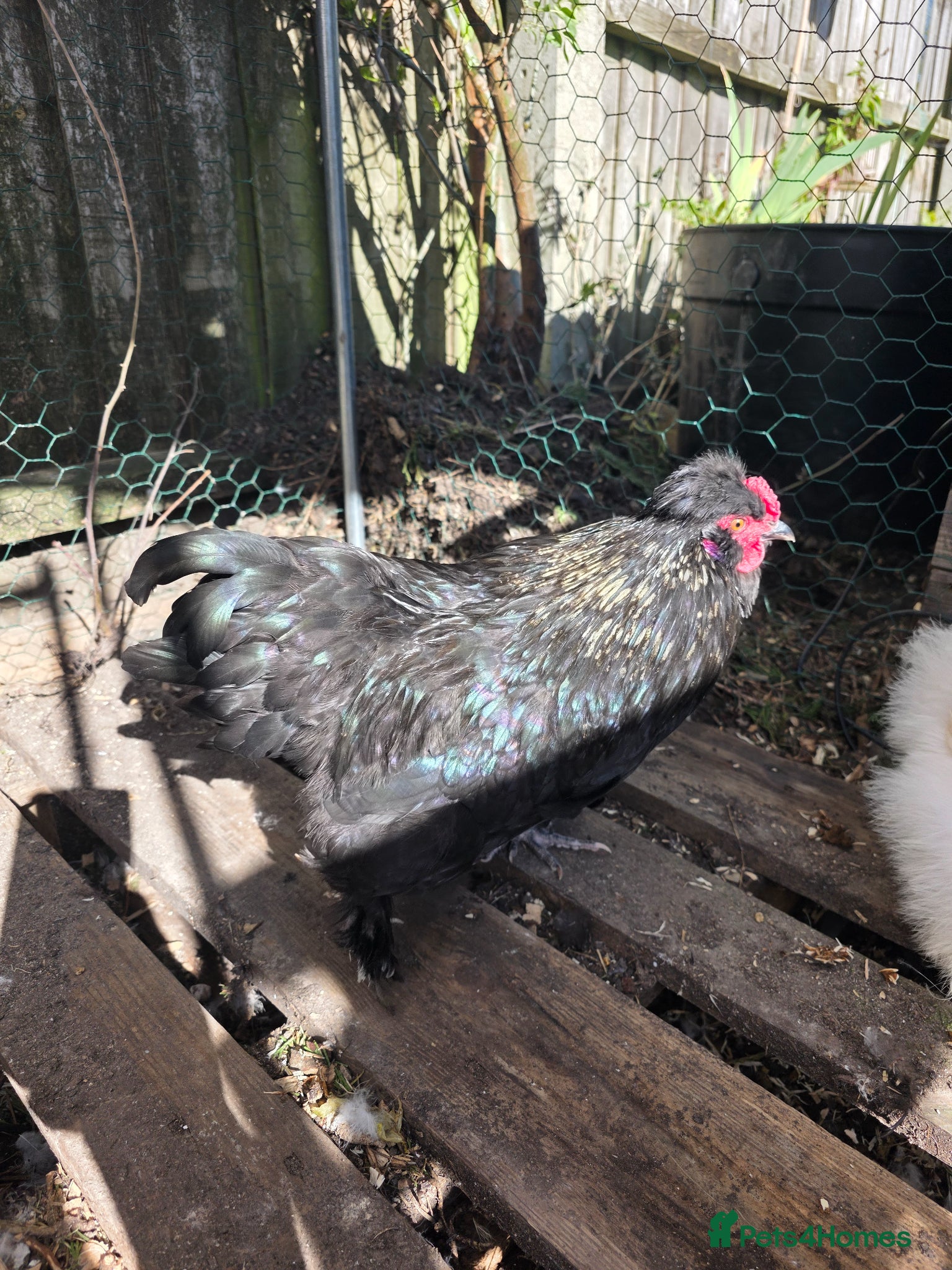 Chickens poultry Silkie bantam cockeral for rehoming - Advert 4