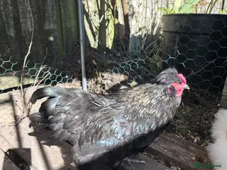 Chickens poultry Silkie bantam cockeral for rehoming - Advert 8