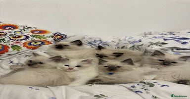 Ragdoll cats - Advert 8