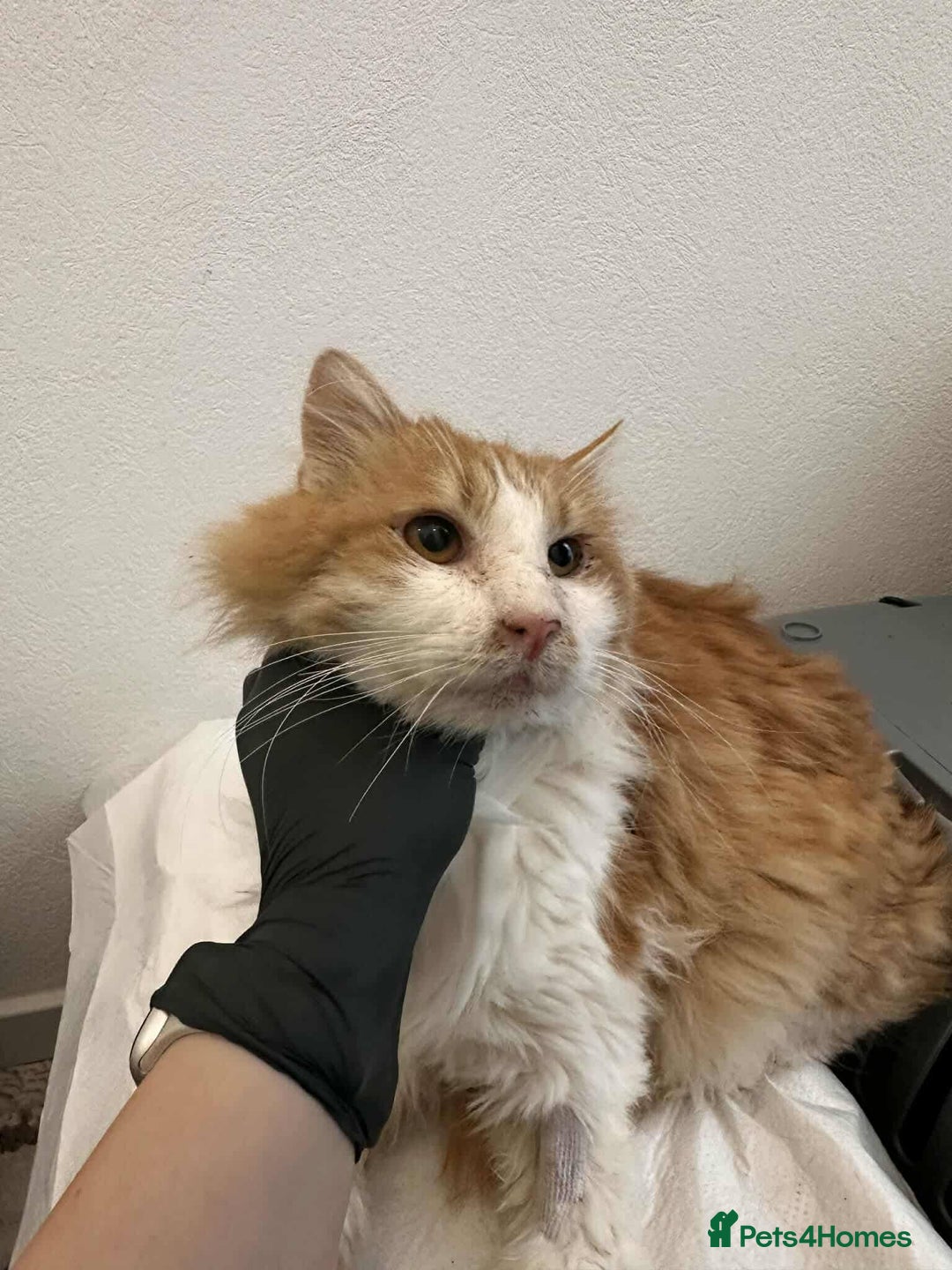 Mixed Breed cats for adoption: Jupiter for adoption - Advert 9