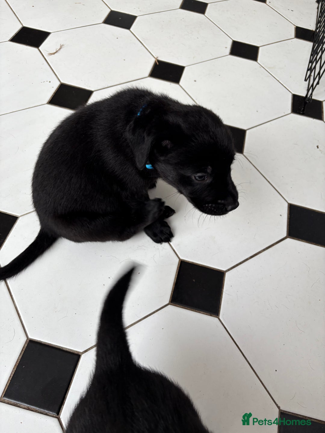 Labrador Retriever dogs for sale: Labrador puppies - Ready Now  - Image 38