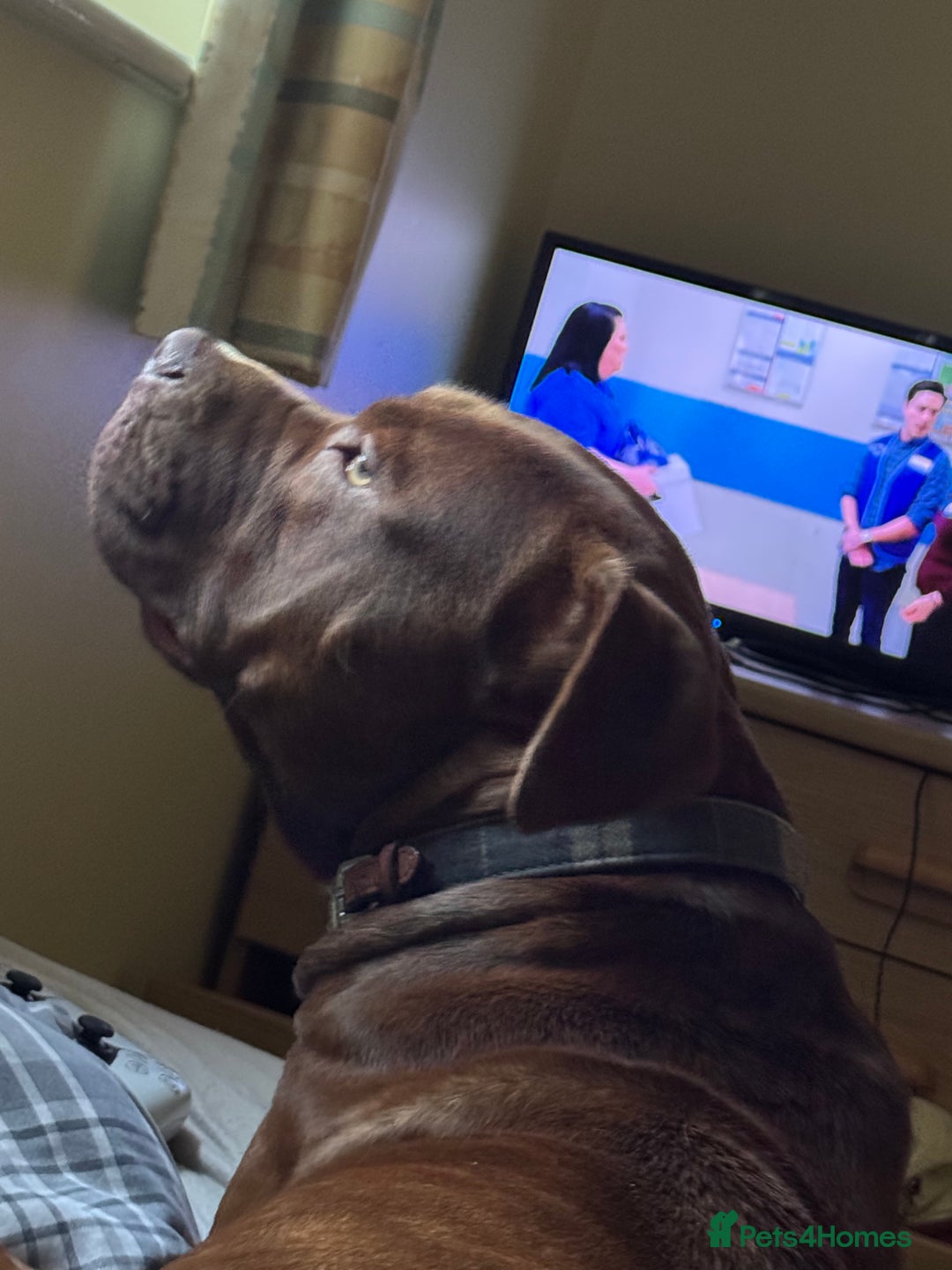 Mixed Breed dogs for sale: Neutered Staffy Cross Male For Rehoming  - Image 5