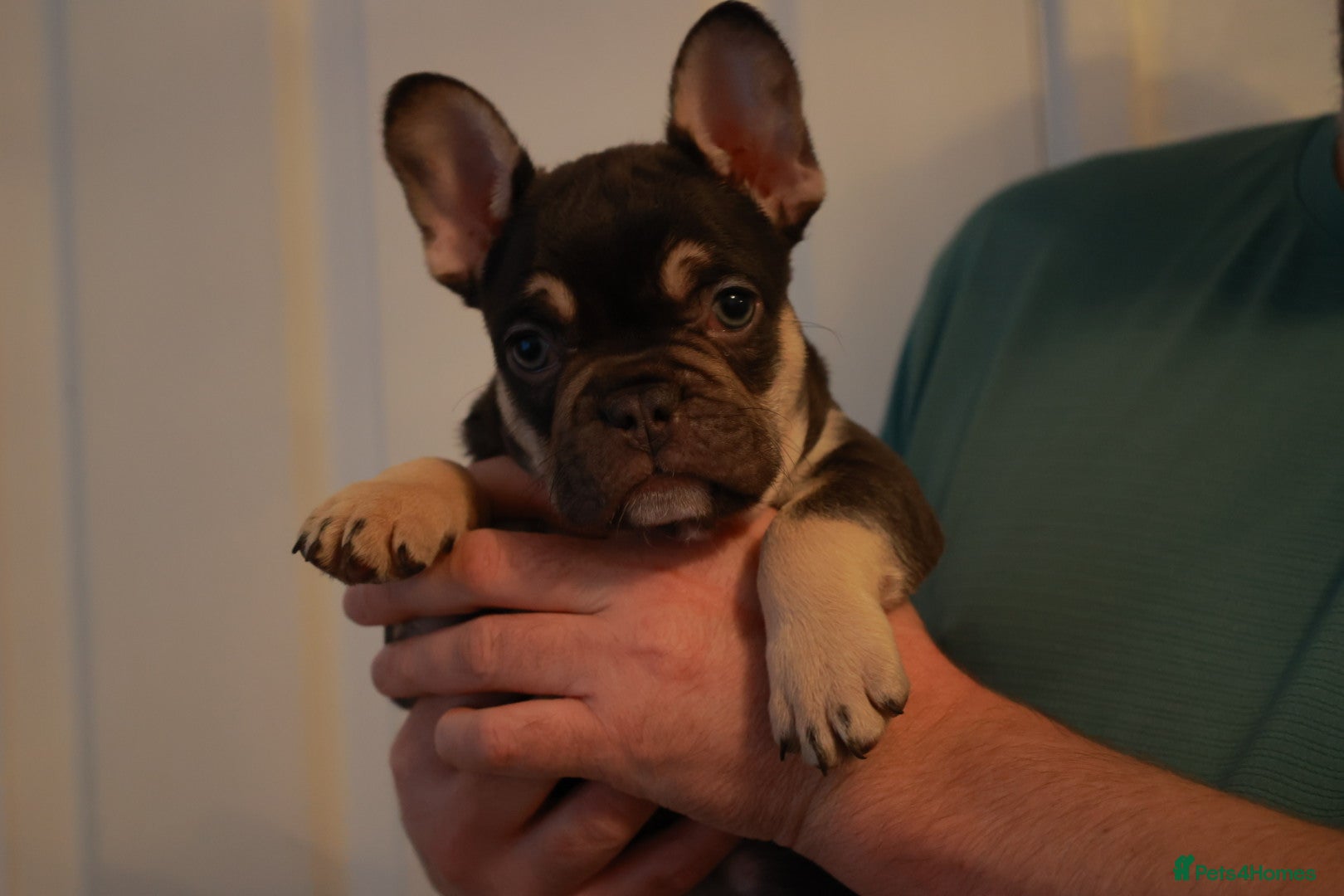 French Bulldog dogs French bulldog pups  - Advert 5