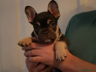 French Bulldog dogs French bulldog pups - Advert 16