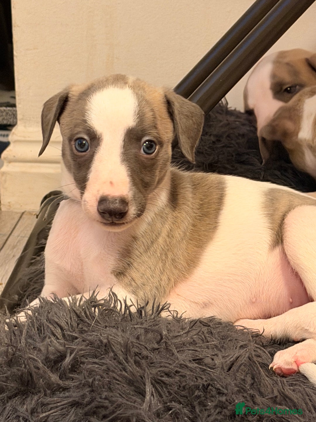Whippet dogs for sale: KC Whippet puppies only 2 boys left  - Advert 16