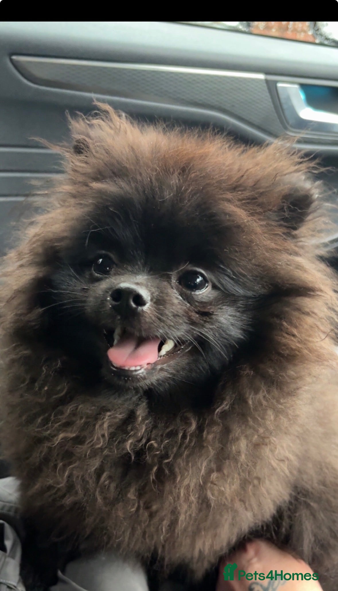 Pomeranian dogs Cream boy black boys - Advert 1