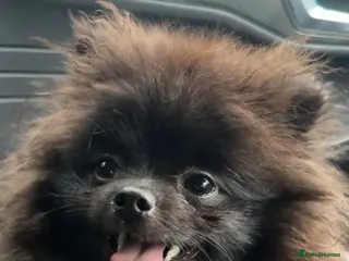 Pomeranian dogs Cream boy black boys - Advert 21