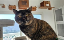 Mixed Breed cats for adoption: [Indoors Only] Kushary - Lovely Affectionate Queen - Advert 6