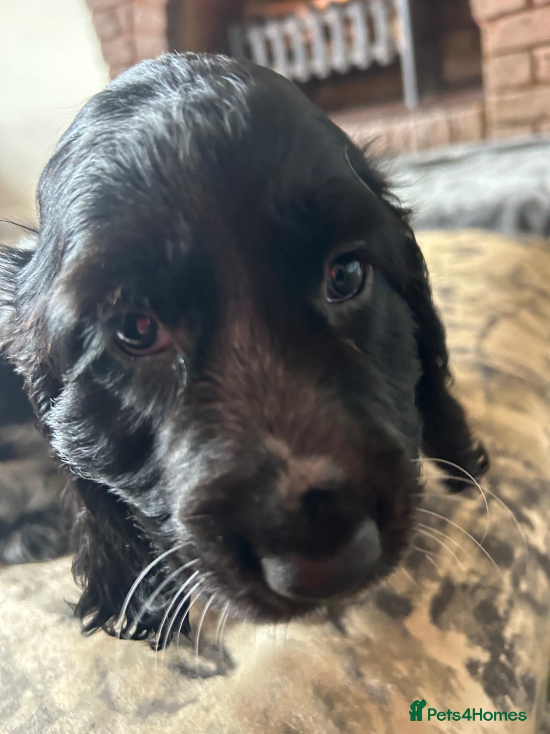Cocker Spaniel dogs for sale: Blue roan cocker spaniels ready 17th September - Image 21