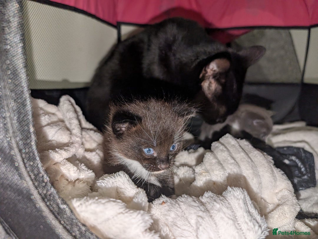 Domestic Shorthair cats for sale: Kittens - Image 7