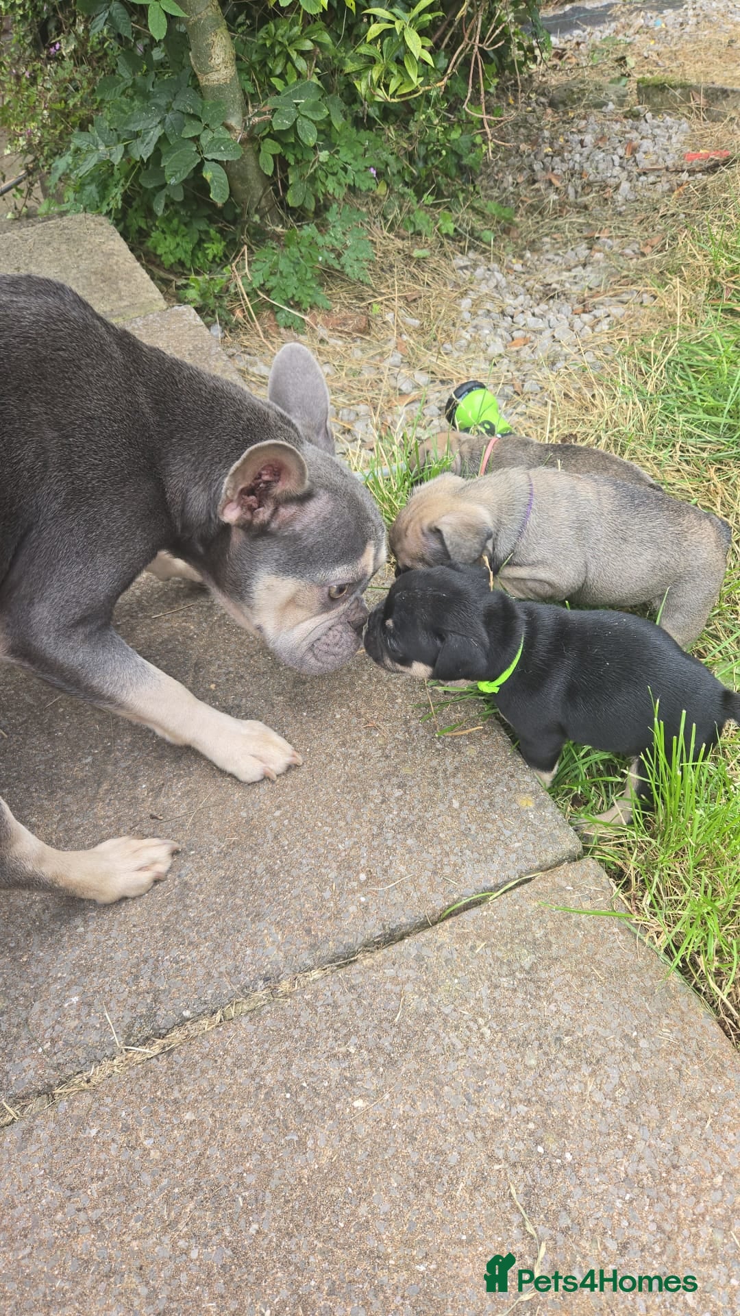 French Bulldog dogs for sale: French bull dog Puppies - Image 36