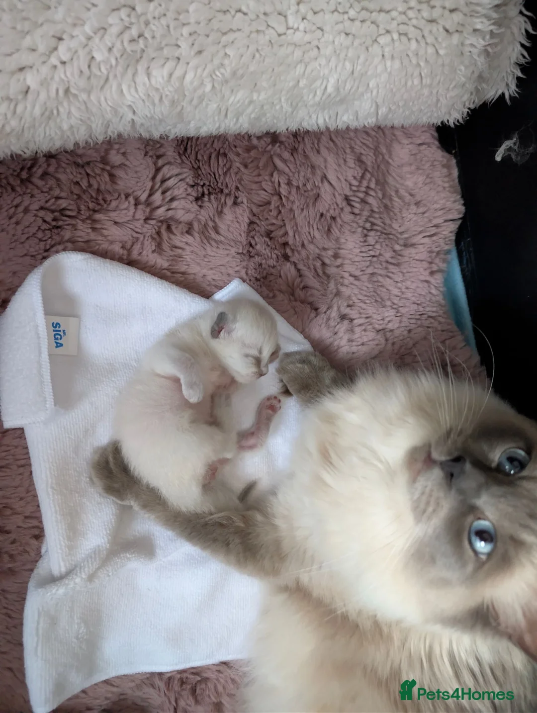 Ragdoll cats for sale: Beautiful bluepoint ragdoll kittens  - Advert 2