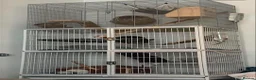 Chinchilla rodents for sale: X2 female chinchillas with FULL SET UP - Advert 5
