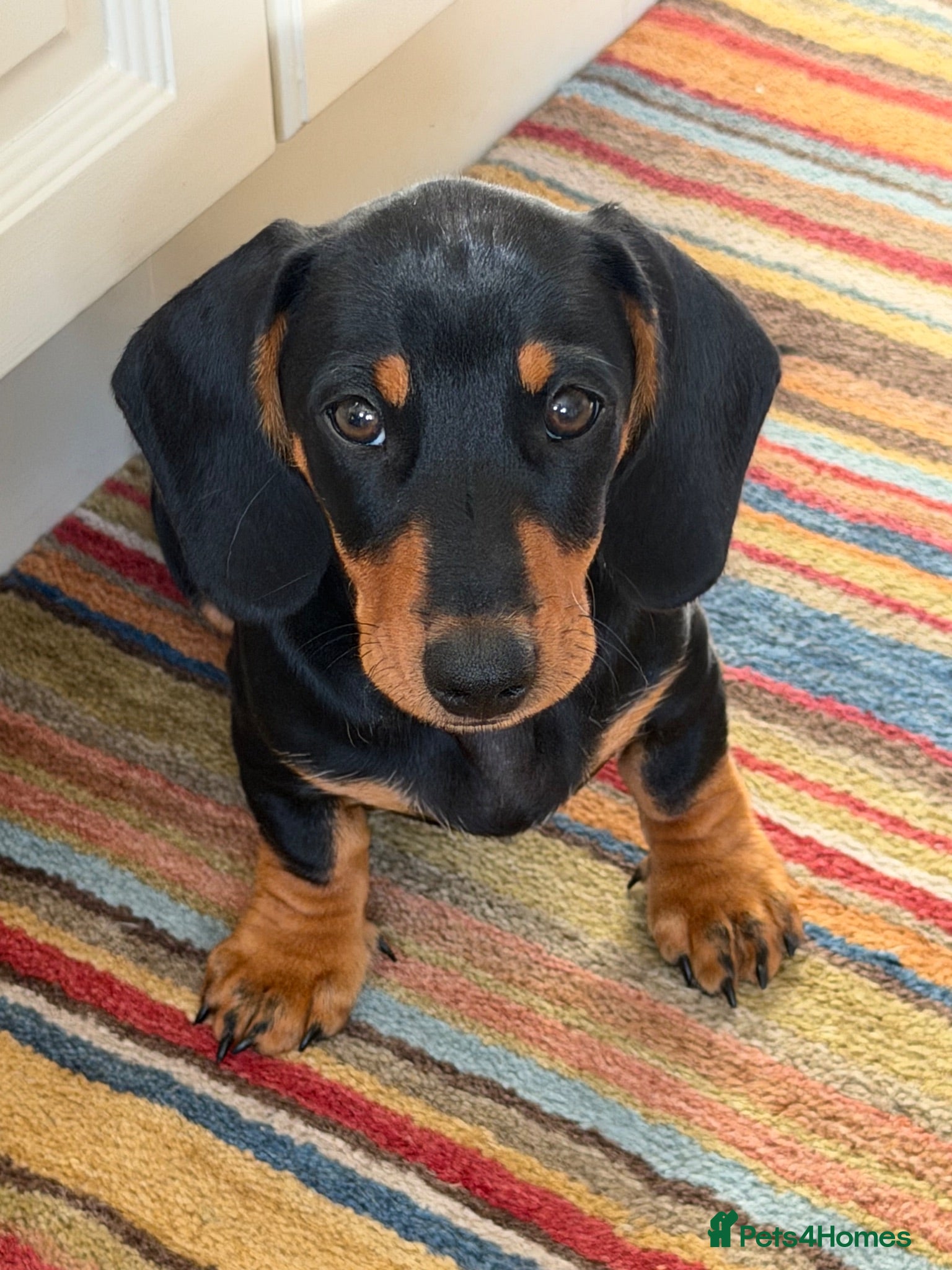 Dachshund dogs Dachshund pup for sale - Advert 2