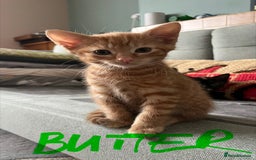 Mixed Breed cats for sale: Gorgeous Kittens - Image 8