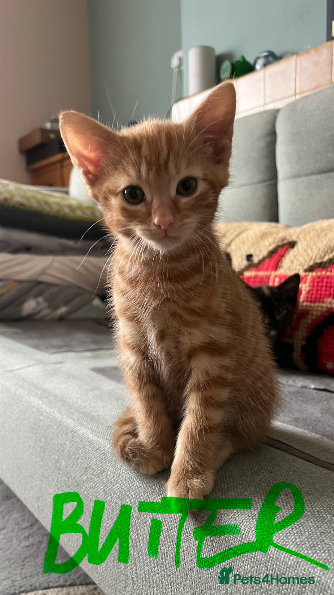 Mixed Breed cats for sale: Gorgeous Kittens - Image 8