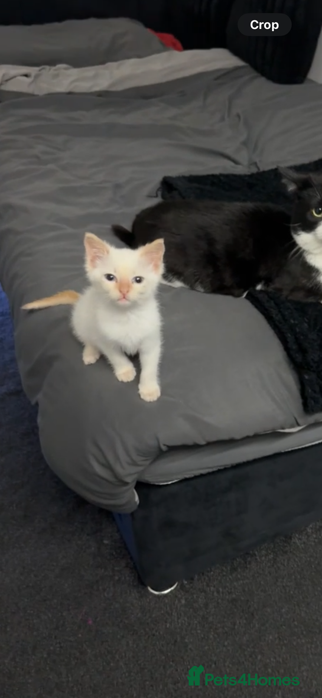 British Shorthair cats for sale: Loving kitten looking for home - Image 4