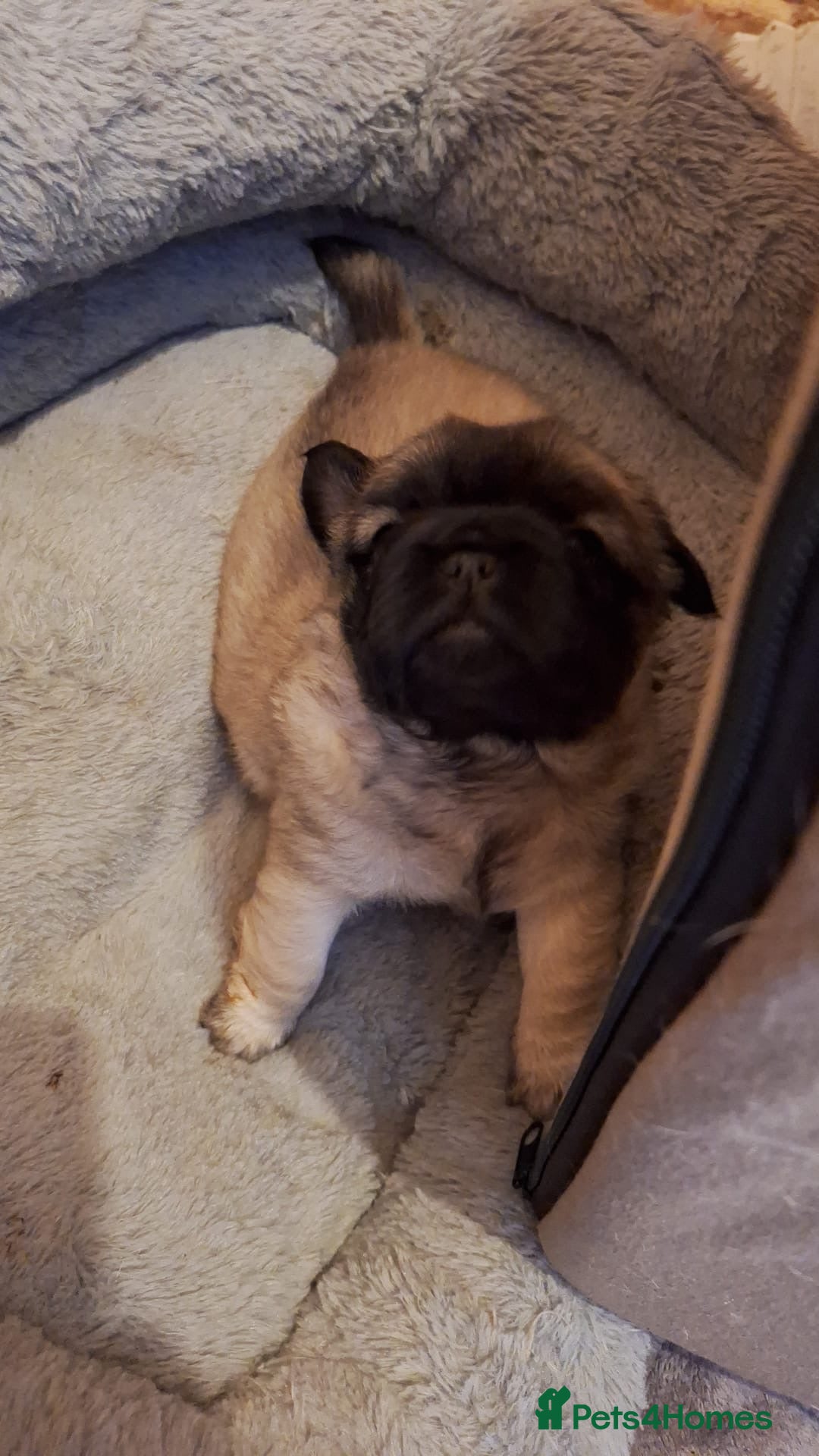 Frug dogs for sale: Fluffy frug - Image 3