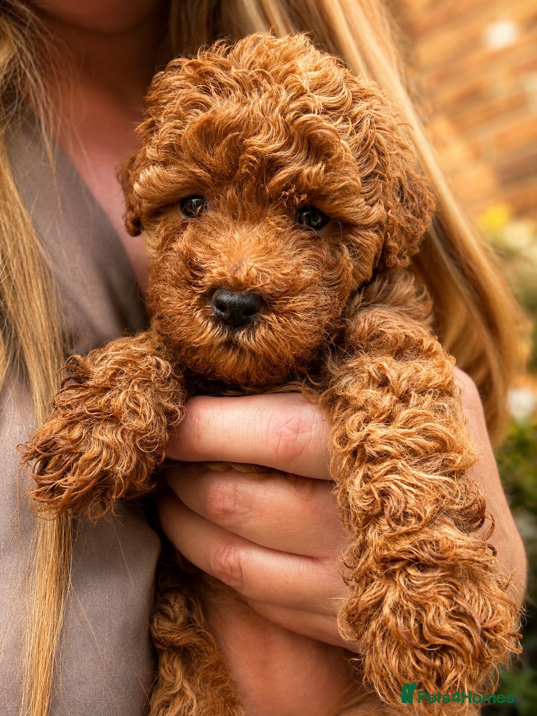 Mixed Breed dogs Toy / Mini poodle puppies absolutely stunning!  - Advert 4