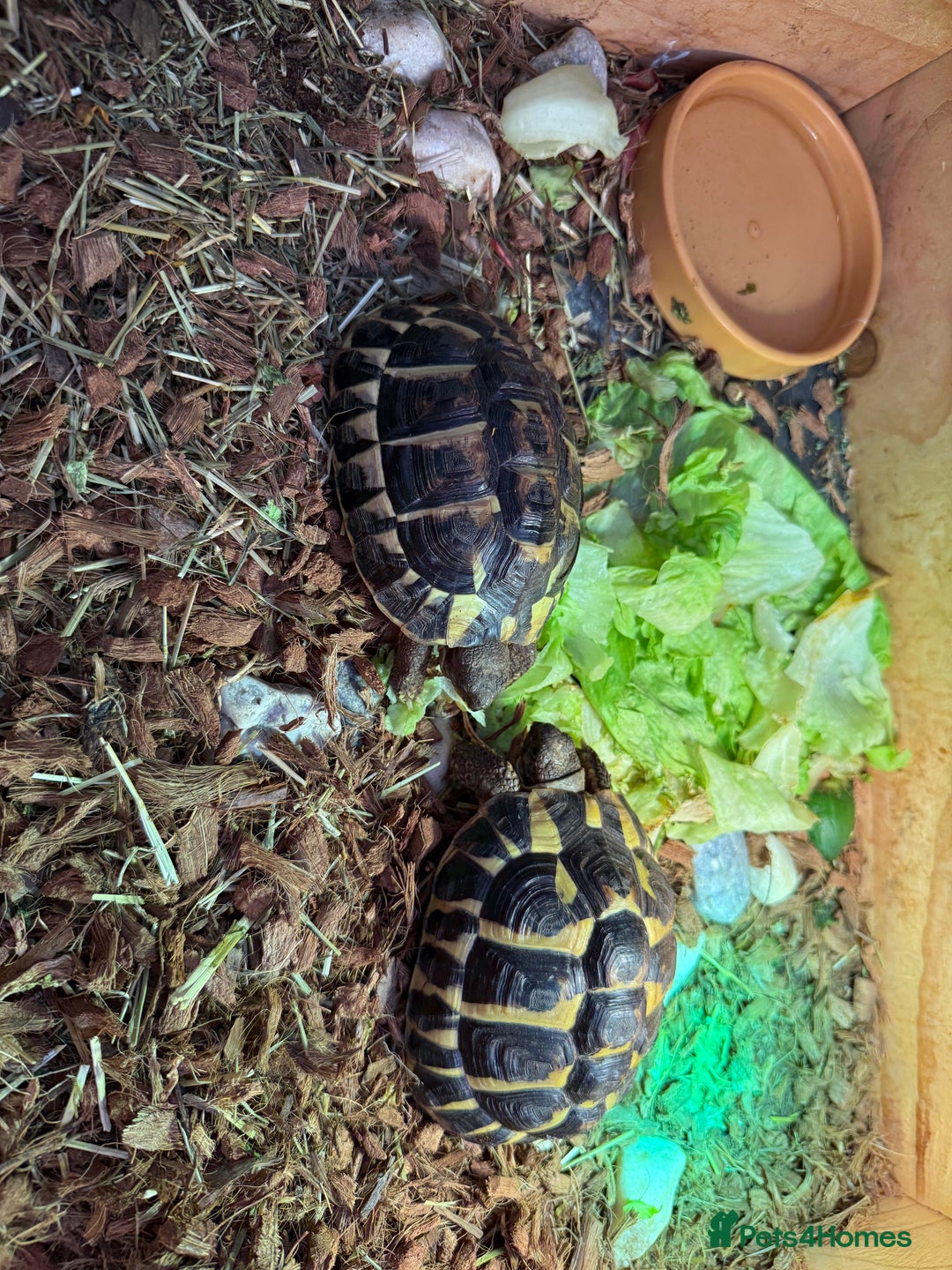 Hermann Tortoise reptiles for sale: Western dwarf Tortoise - Advert 3