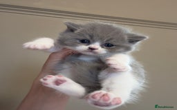British Shorthair cats for sale: BEAUTIFUL BRITISH SHORTHAIR KITTENS - Image 1