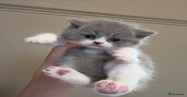 British Shorthair cats - Advert 8