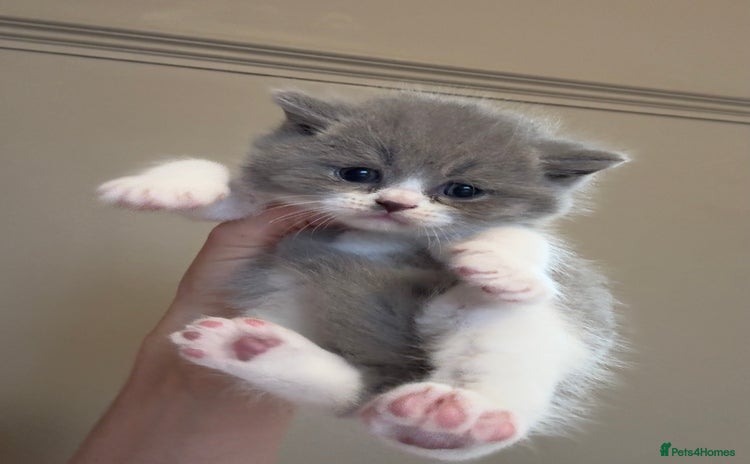 British Shorthair cats - Advert 4