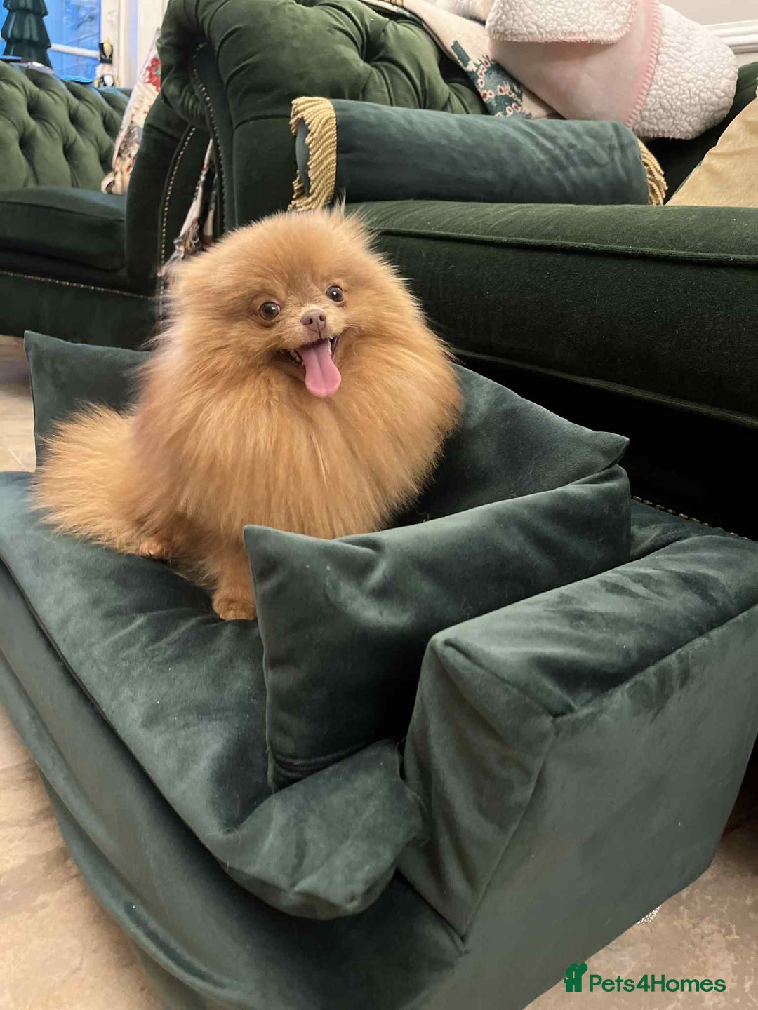 Pomeranian dogs for sale: Beautiful Chocolate Sable Girl Kc - Advert 3
