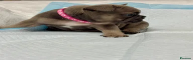 French Bulldog 3