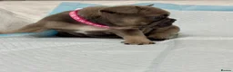 French Bulldog dogs for sale: Beautiful litter of  French Bulldog  - Advert 6