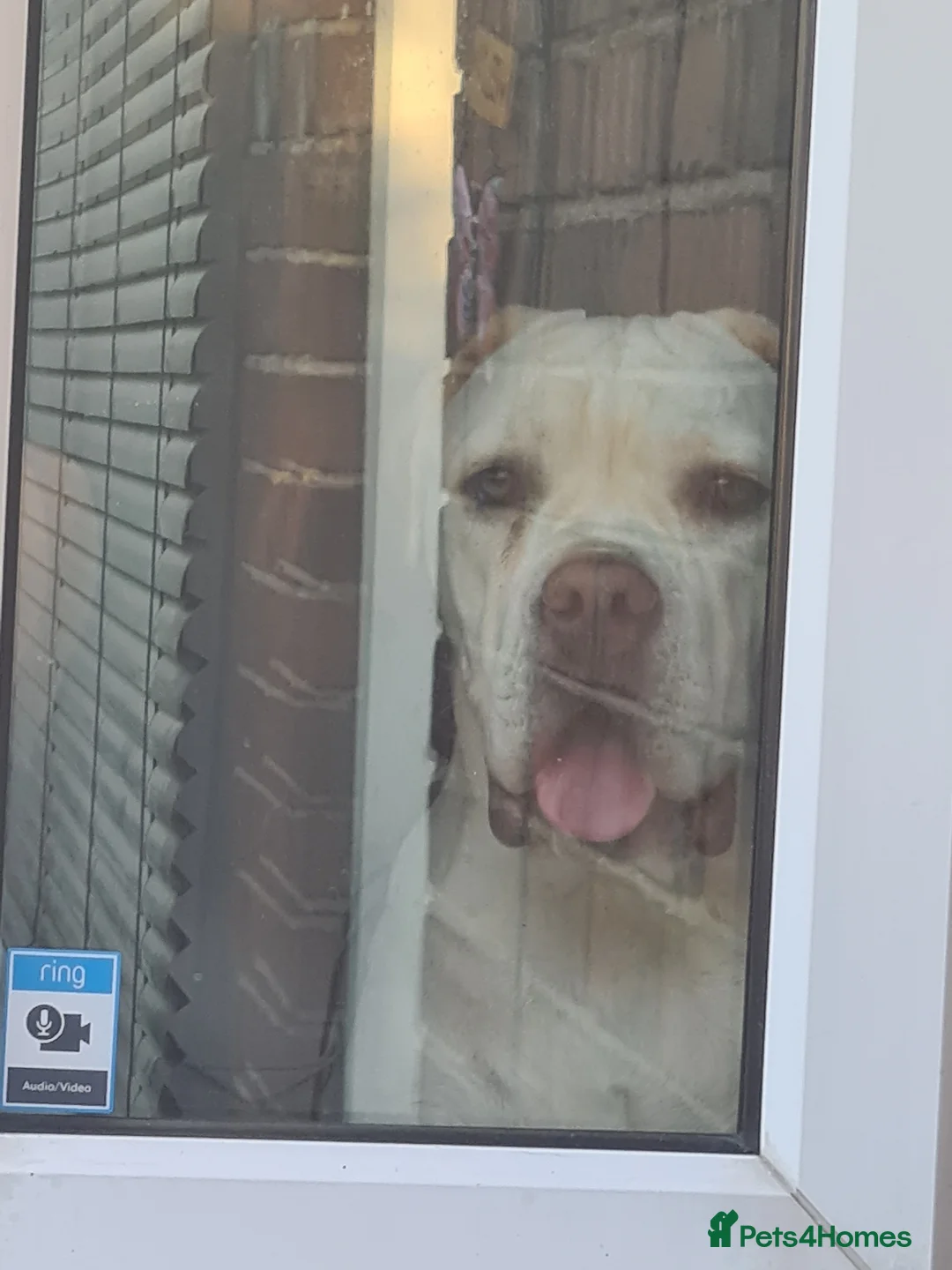 Cane Corso dogs for sale: Bessie - Advert 12