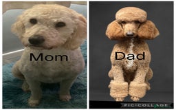 Labradoodle dogs for sale: Standard labradoodles  - Image 2