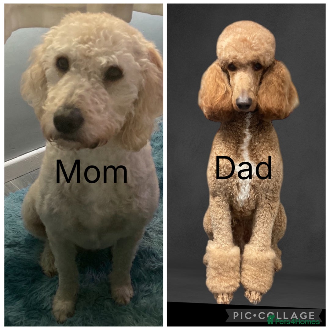 Labradoodle dogs for sale: Standard labradoodles  - Image 2
