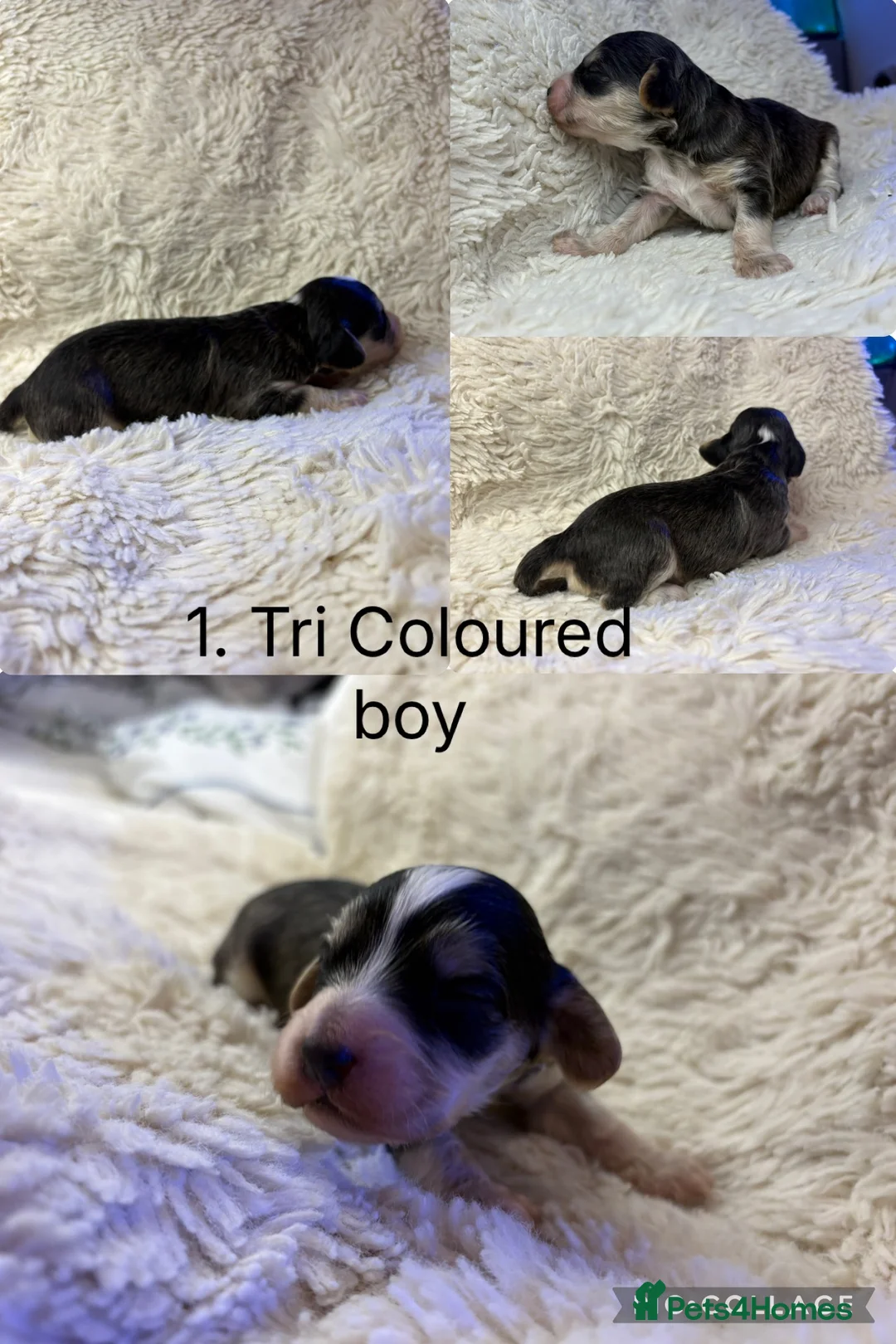 Cockapoo dogs for sale: GORGEOUS F1 COCKAPOO PUPPIES 💕 in Hull - Advert 2