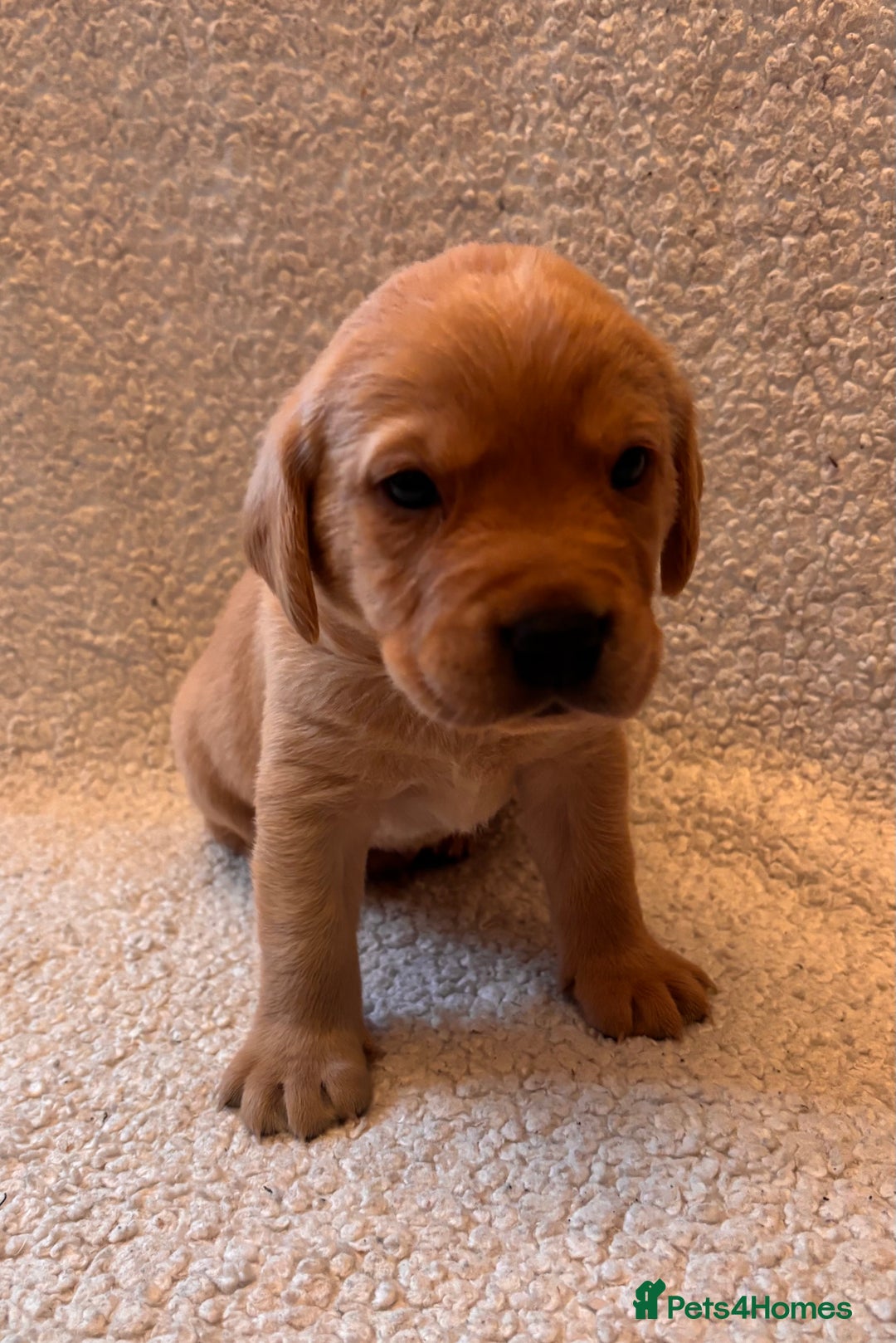 Labrador Retriever dogs for sale: Labrador Puppies Yellow & Red Fox  - Advert 4