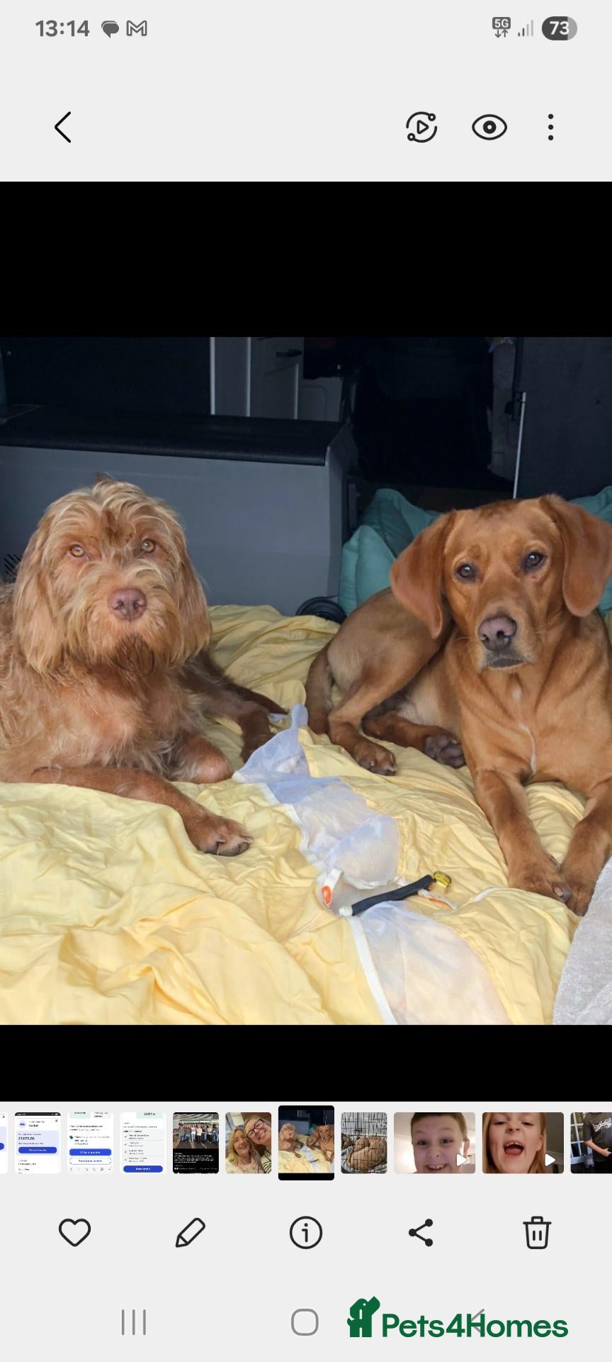Mixed Breed dogs Viszlador puppies  - Advert 2