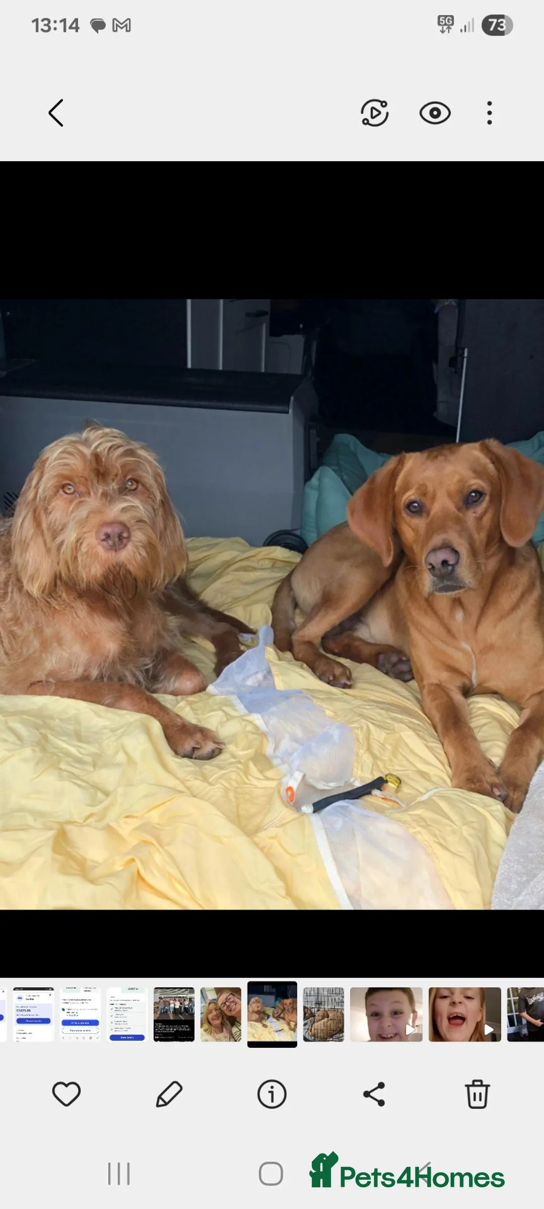 Mixed Breed dogs for sale: Viszlador puppies  - Advert 1