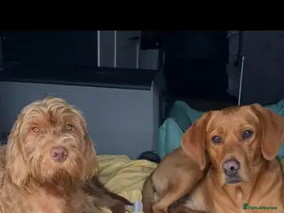 Mixed Breed dogs Viszlador puppies - Advert 1