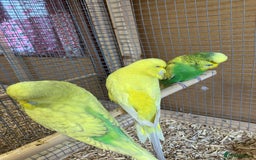 Budgerigars birds for sale: Young & Adult Budgies For Sale - Image 6